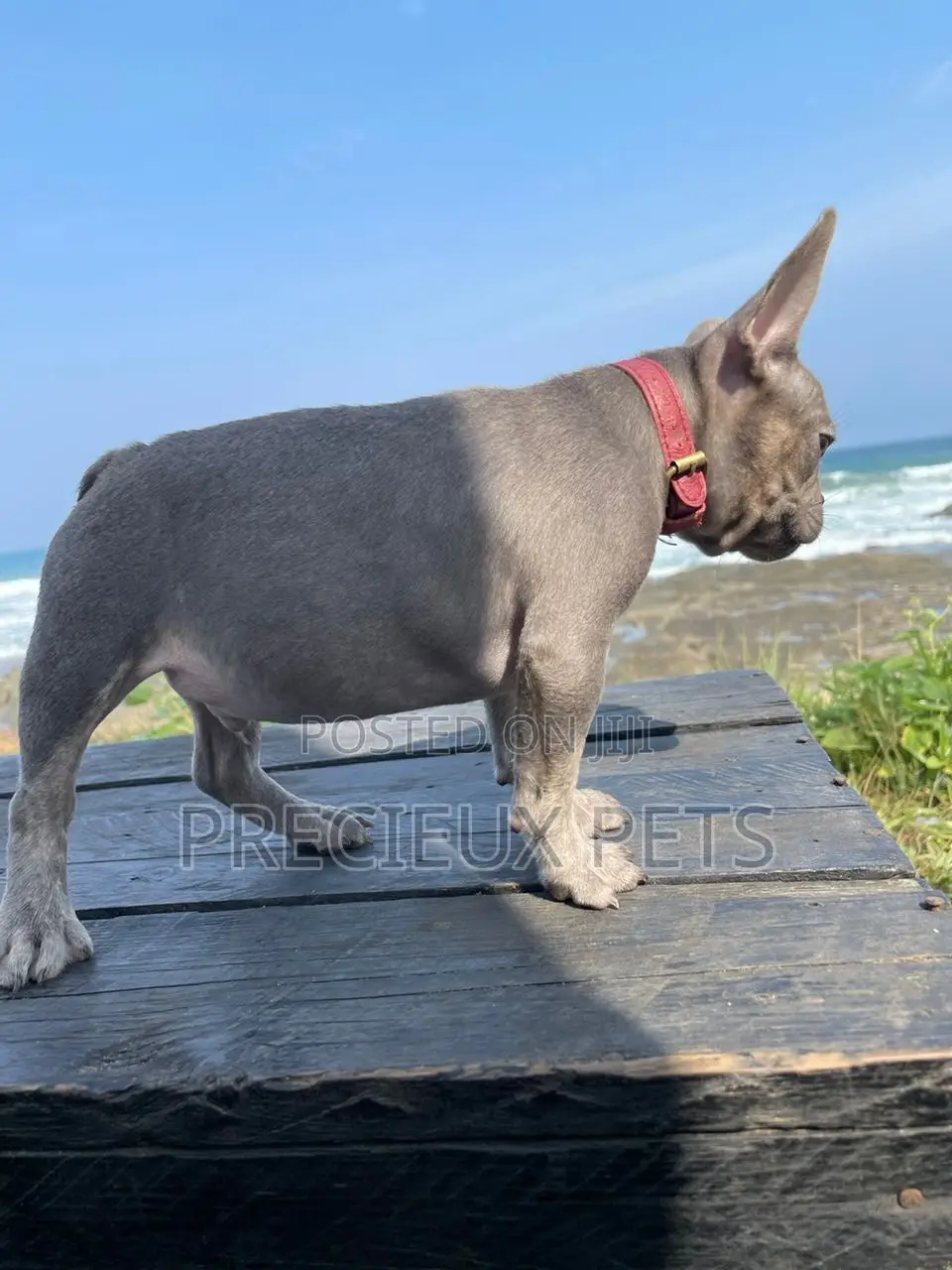 1-3 months Male Purebred French Bulldog