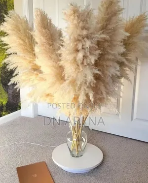 Dried Pampas Grass in 7 Colors 85gh a Stick/ Stem
