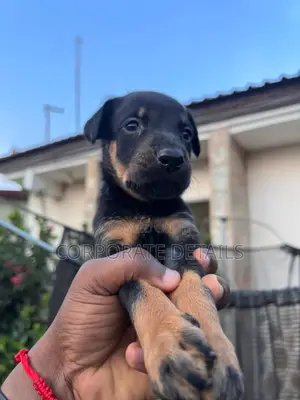 0-1 month Male Purebred Doberman Pinscher