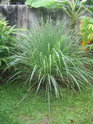 Lemon Grass Available
