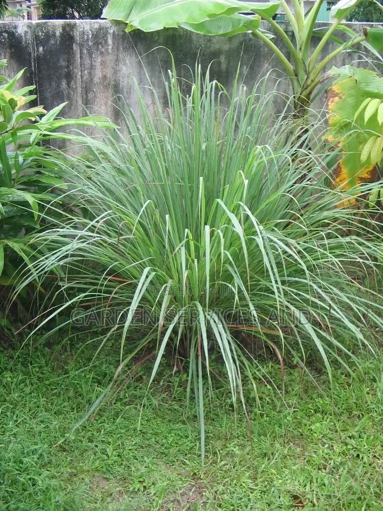Lemon Grass Available