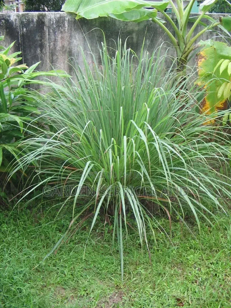 Lemon Grass Available