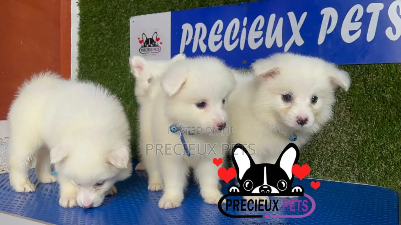 1-3 months Male Purebred American Eskimo