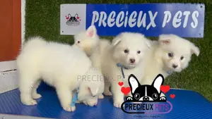 1-3 months Male Purebred American Eskimo