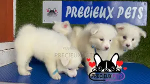 1-3 months Male Purebred American Eskimo