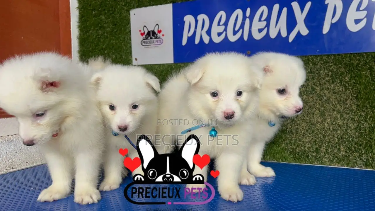 1-3 months Male Purebred American Eskimo