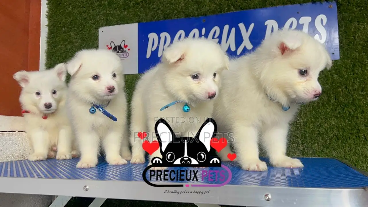 1-3 months Male Purebred American Eskimo