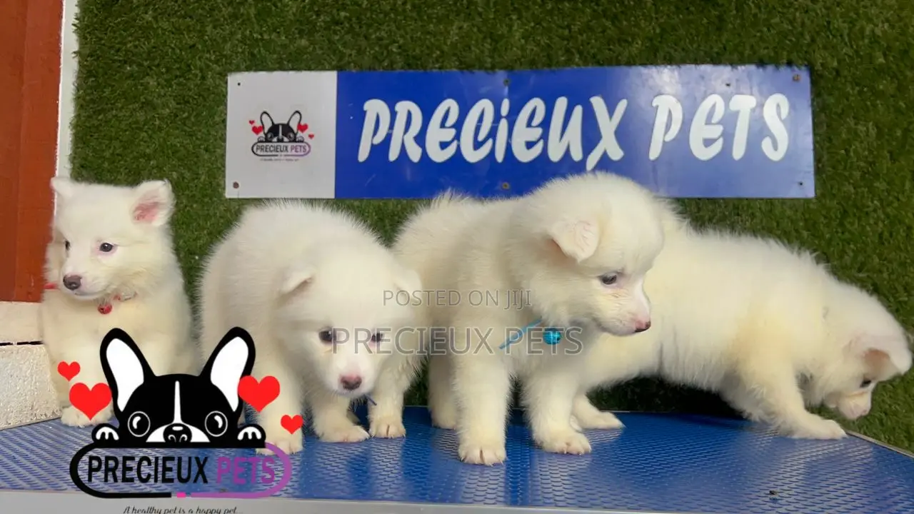 1-3 months Male Purebred American Eskimo