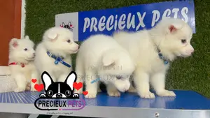 1-3 months Male Purebred American Eskimo