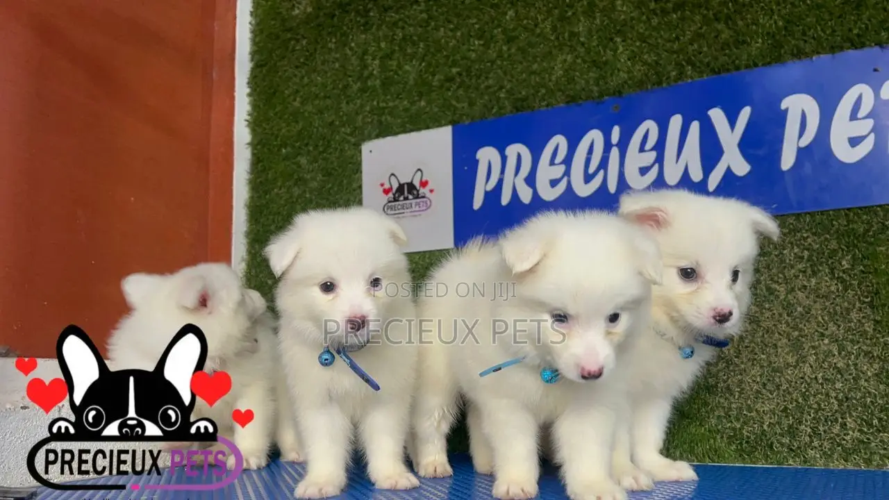 1-3 months Male Purebred American Eskimo