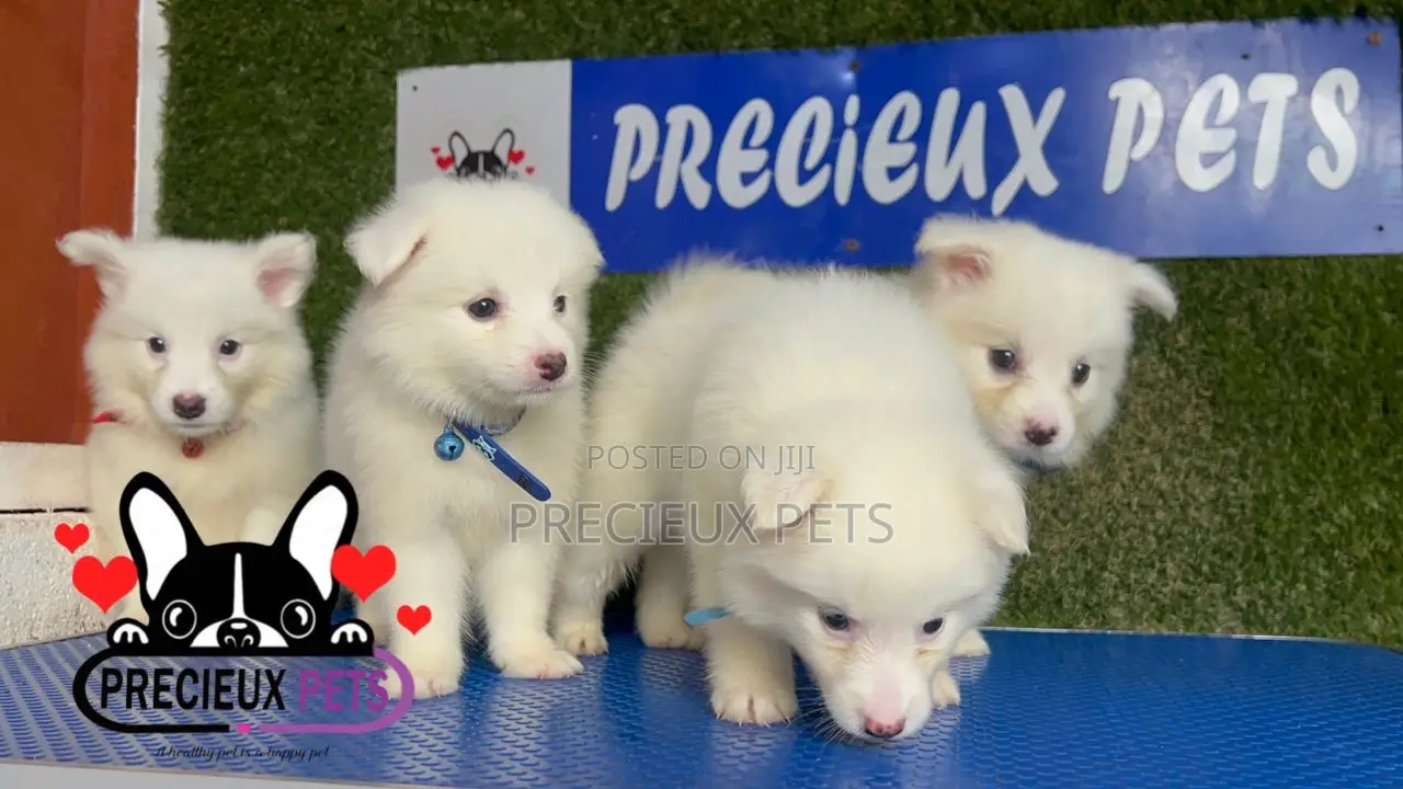 1-3 months Male Purebred American Eskimo