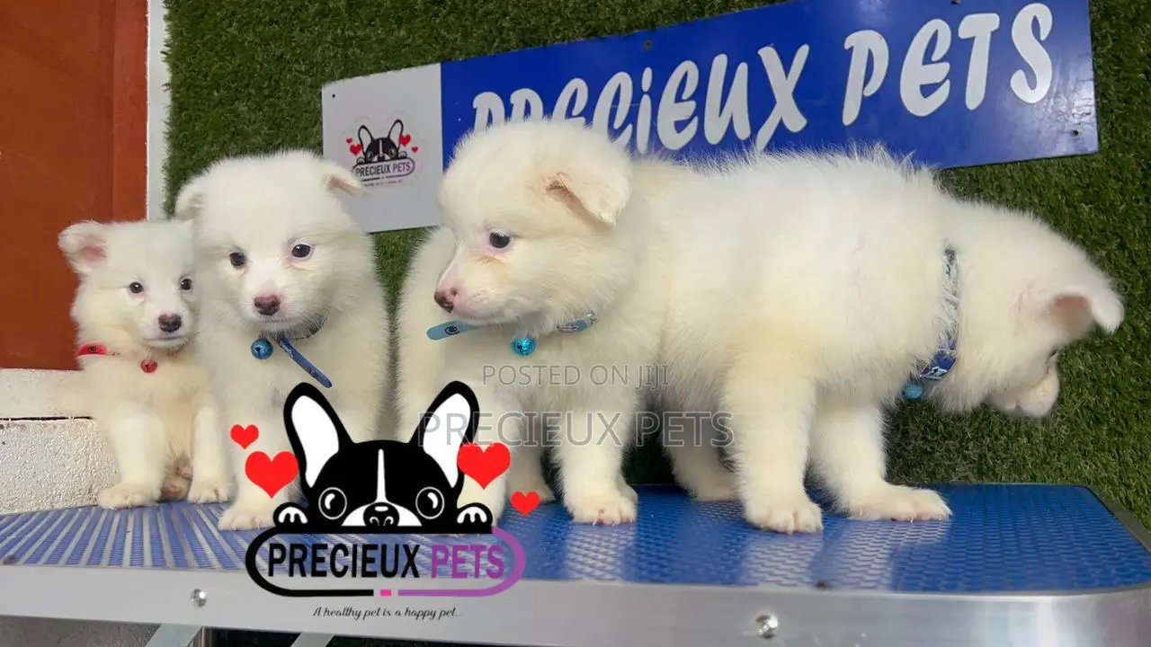 1-3 months Male Purebred American Eskimo
