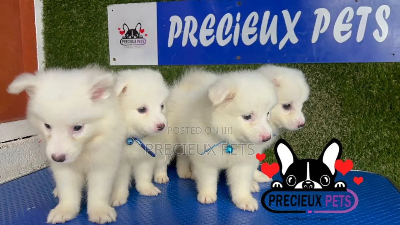 1-3 months Male Purebred American Eskimo