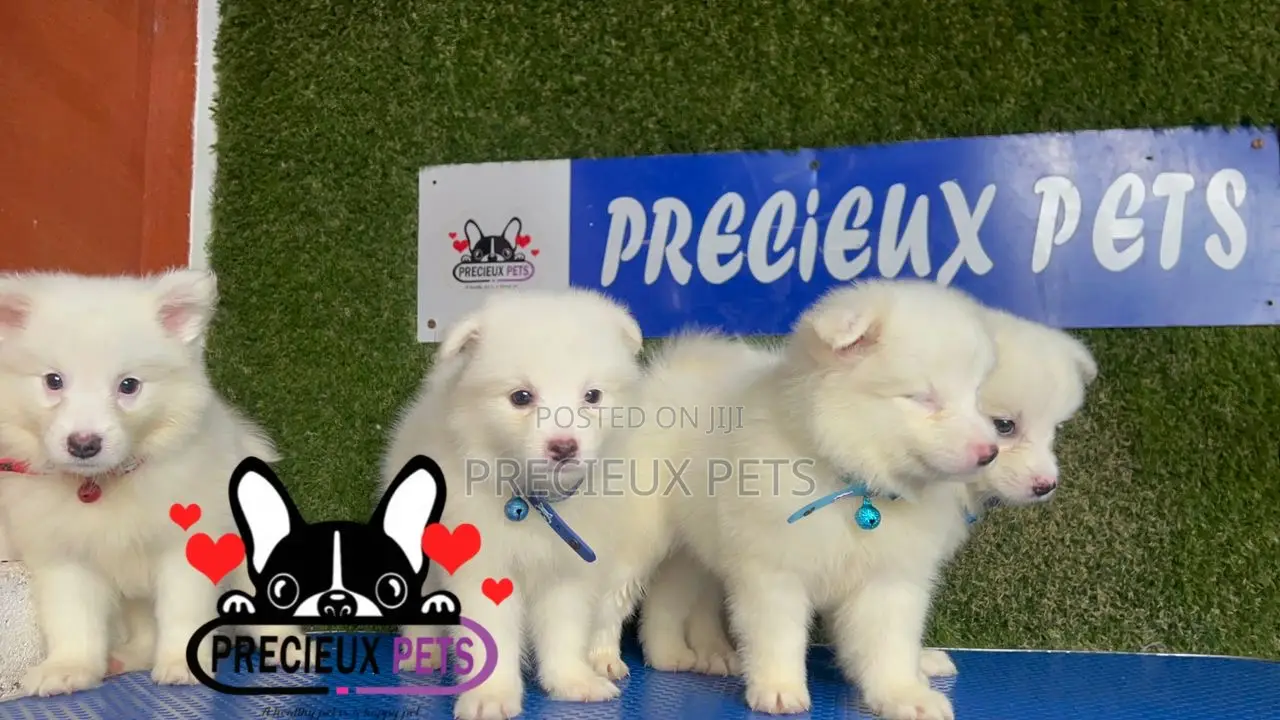 1-3 months Male Purebred American Eskimo