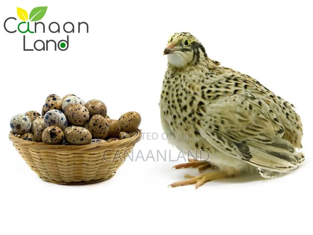 QUAILS Eggs Meat