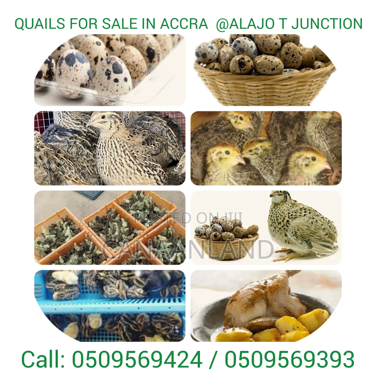 QUAILS Eggs Meat