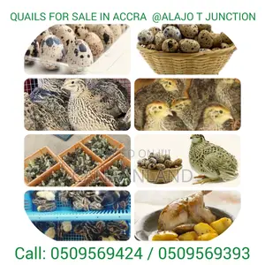 QUAILS Eggs Meat