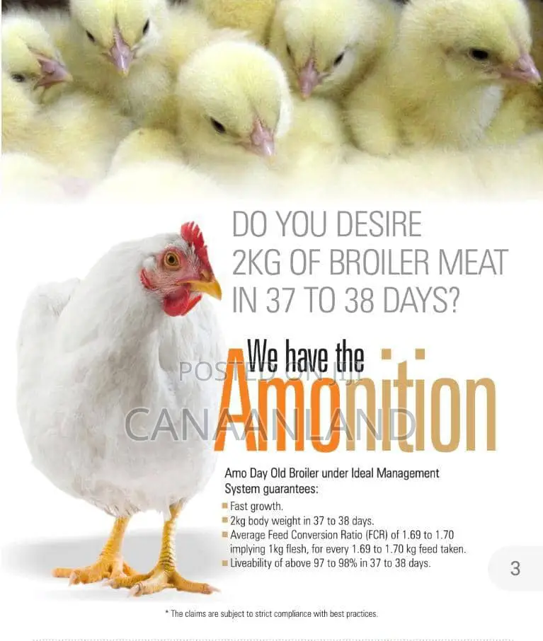 Broilers Abor Acres, Ross