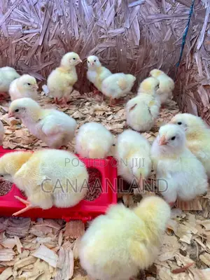 Broilers Abor Acres, Ross