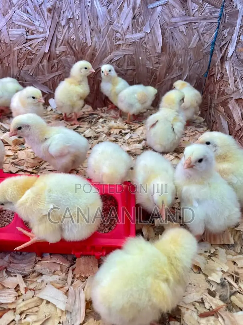 Broilers Abor Acres, Ross