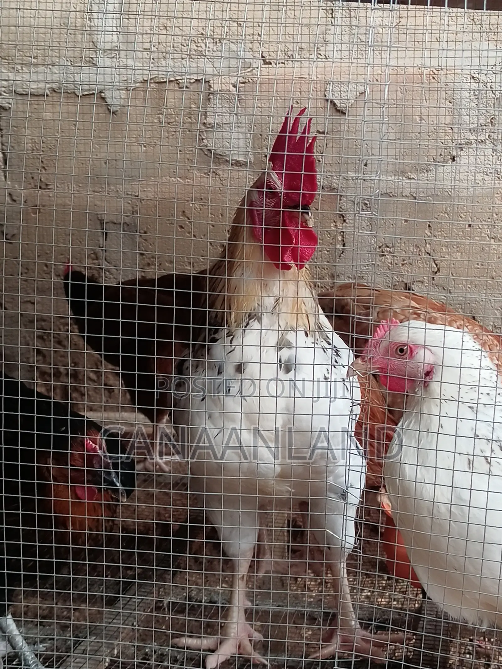 Matured Layers Point-to-Lay Cockerels Poults