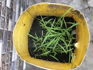 Brachaira Grass Seeds