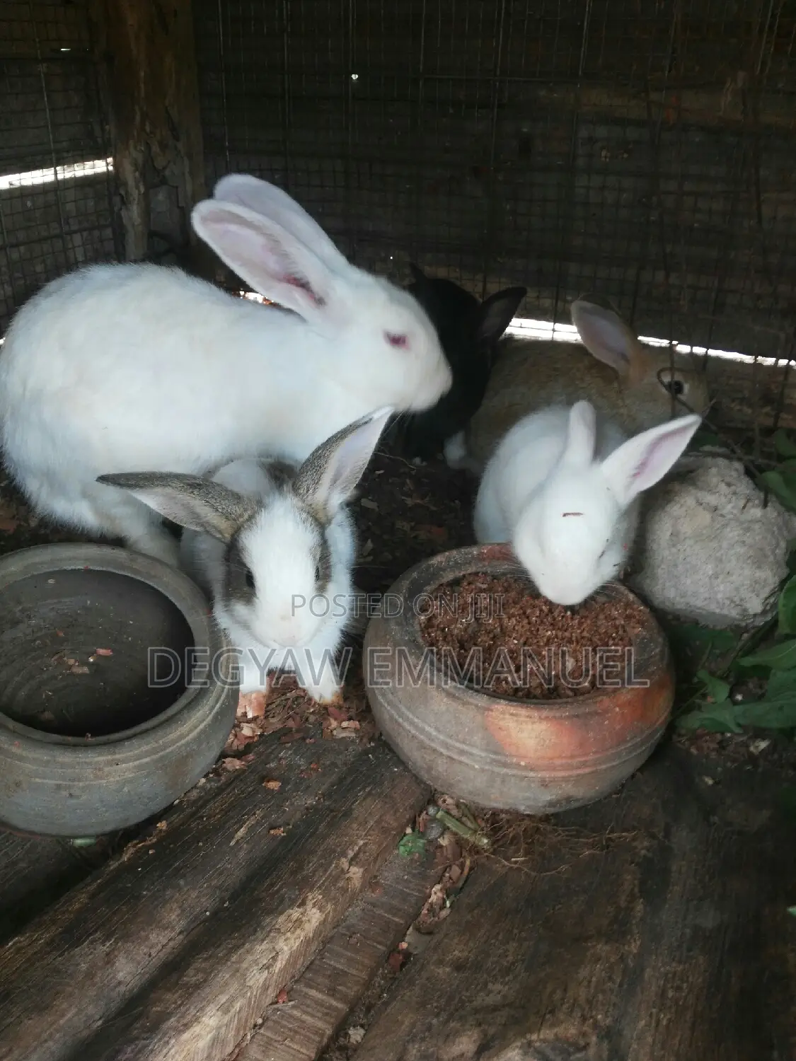 Live Farm Animals Comunity