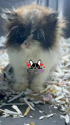 1-3 months Female Purebred Persian