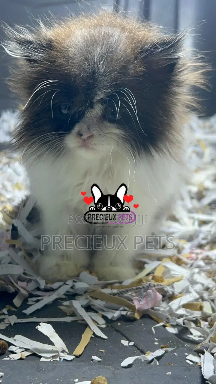 1-3 months Female Purebred Persian