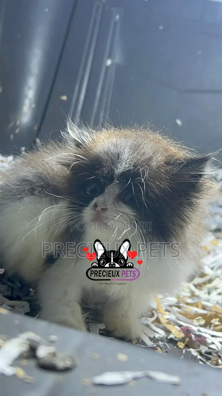 1-3 months Female Purebred Persian