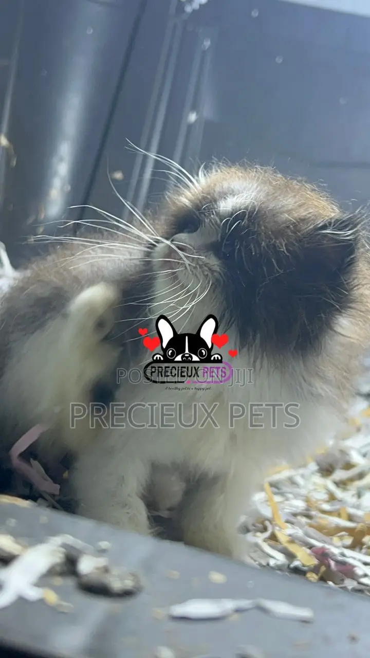 1-3 months Female Purebred Persian
