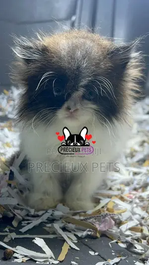 1-3 months Female Purebred Persian