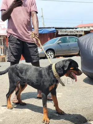1+ year Male Purebred Rottweiler