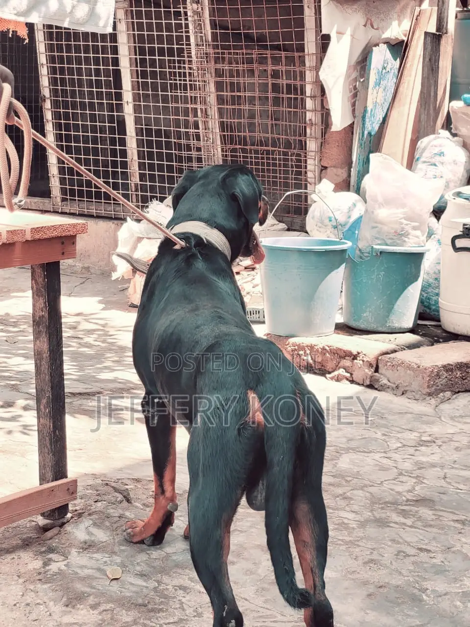 1+ year Male Purebred Rottweiler