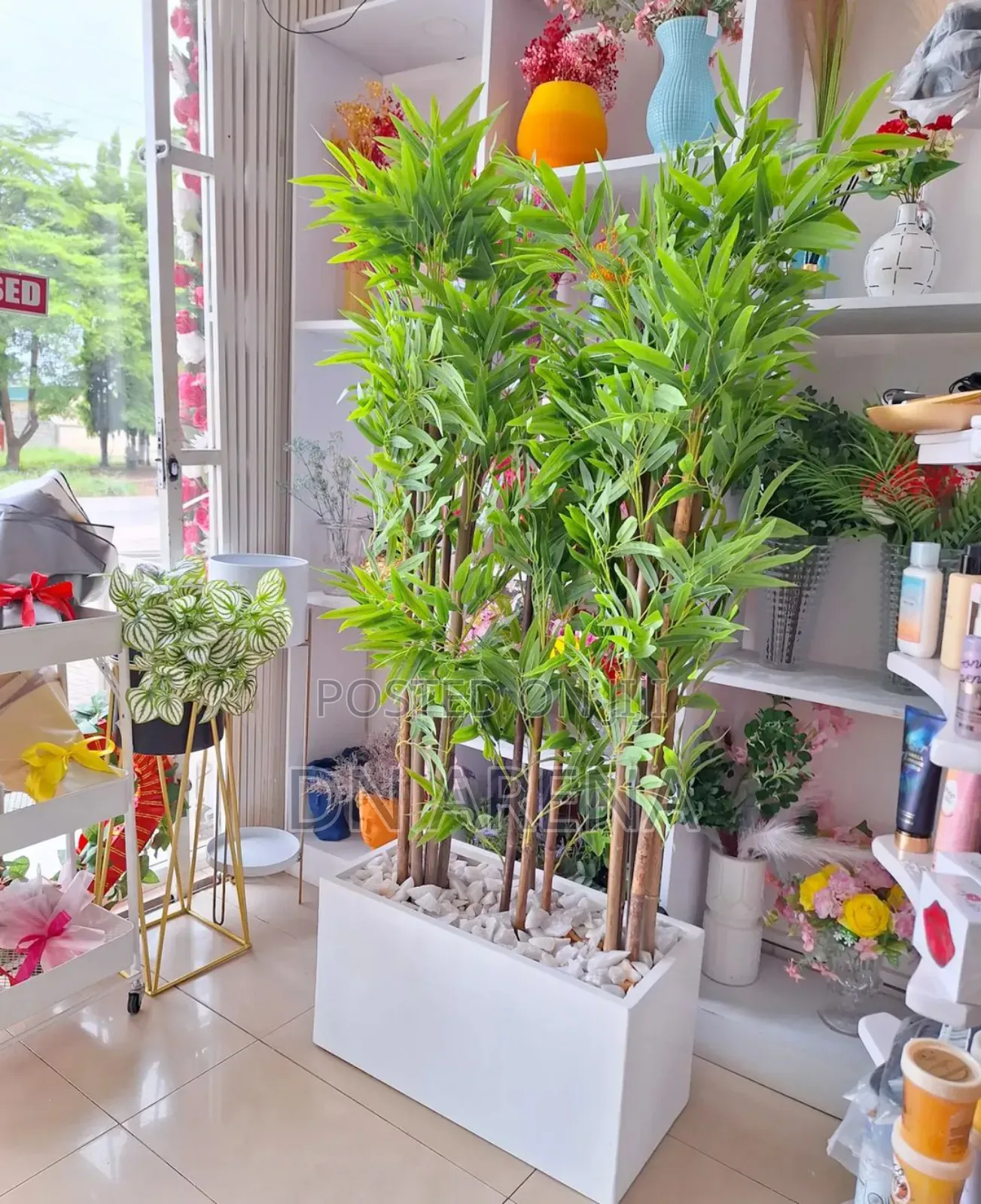 Bamboo Plant and Metallic and Gold Planter