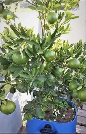 Grafted Orange Seedlings
