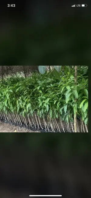 Grafted Mango