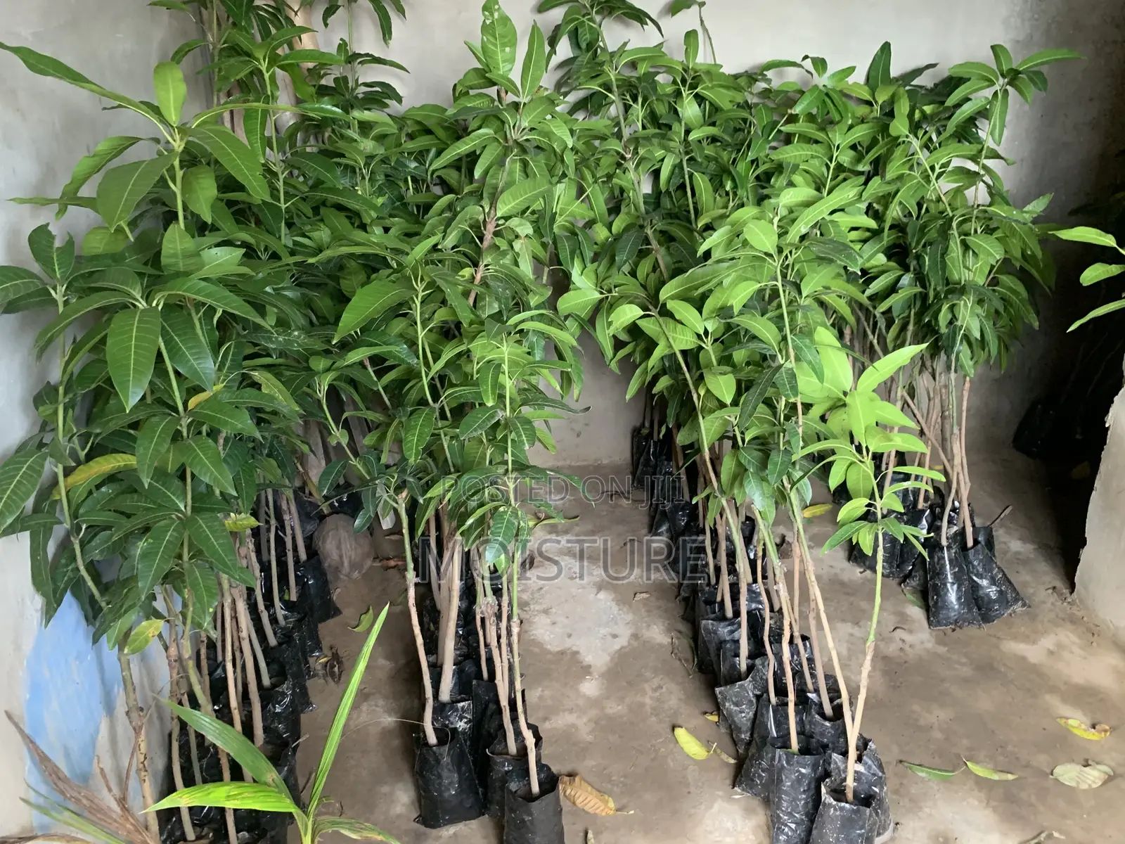 Grafted Mango