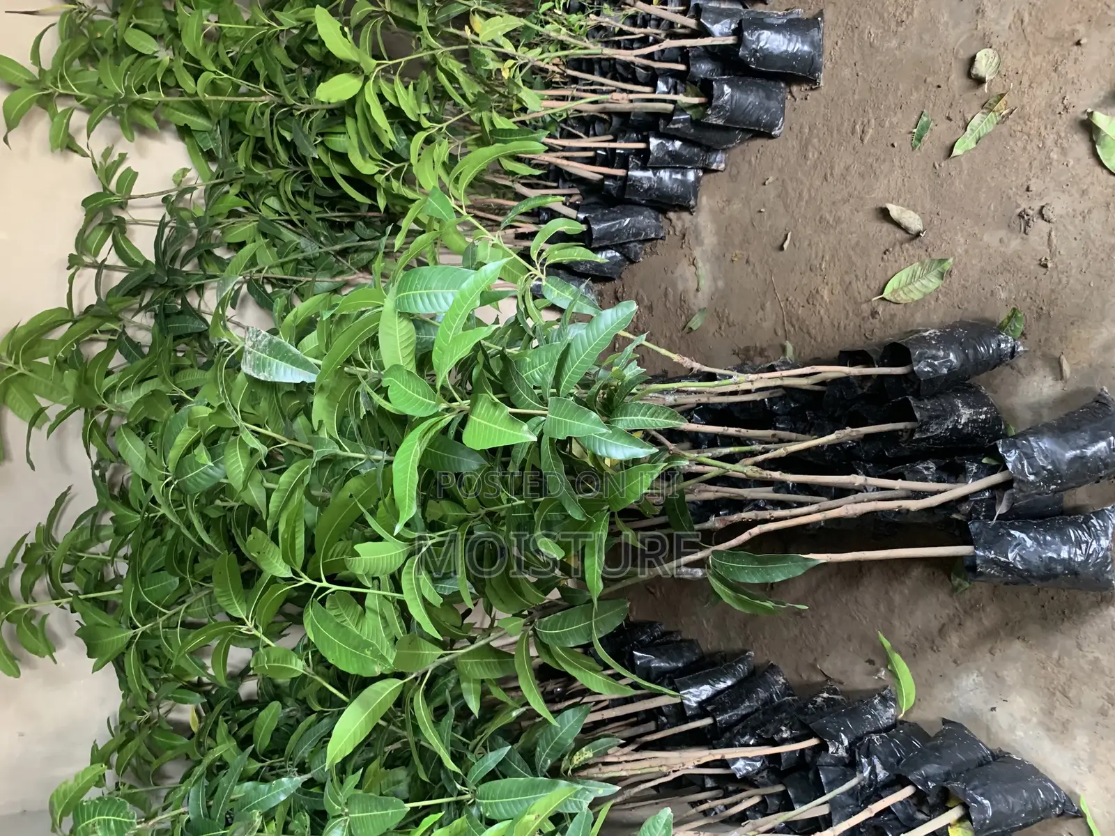 Grafted Mango