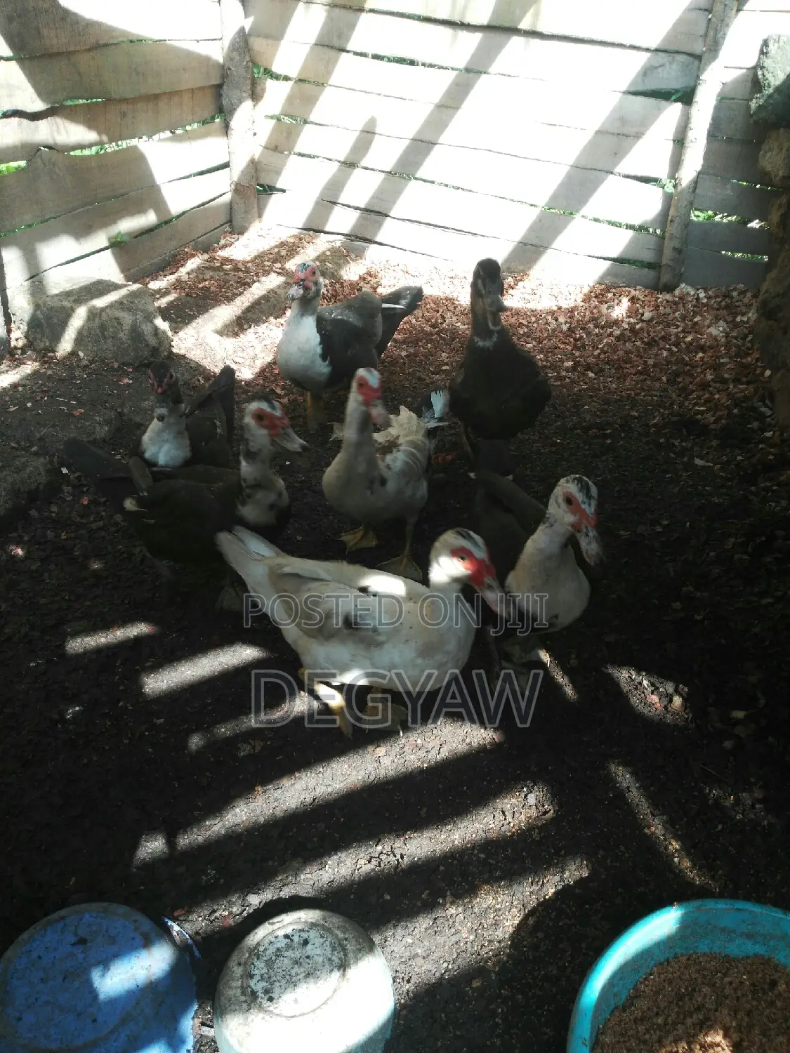 Live Farm Animals Comunity