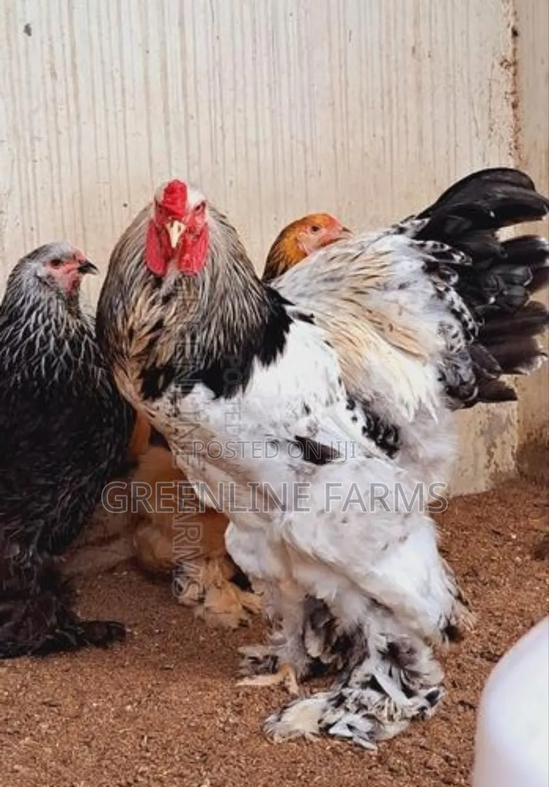 Brahma Fertile Egg