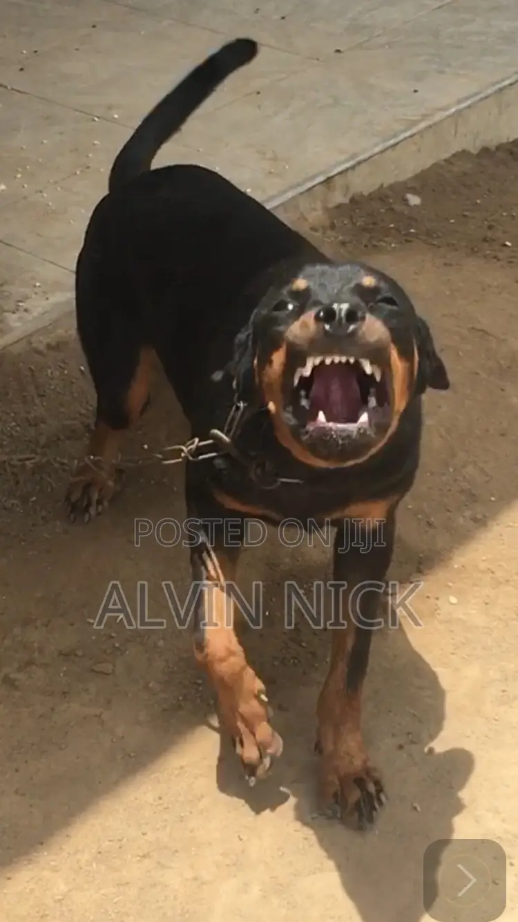 6-12 months Female Purebred Rottweiler