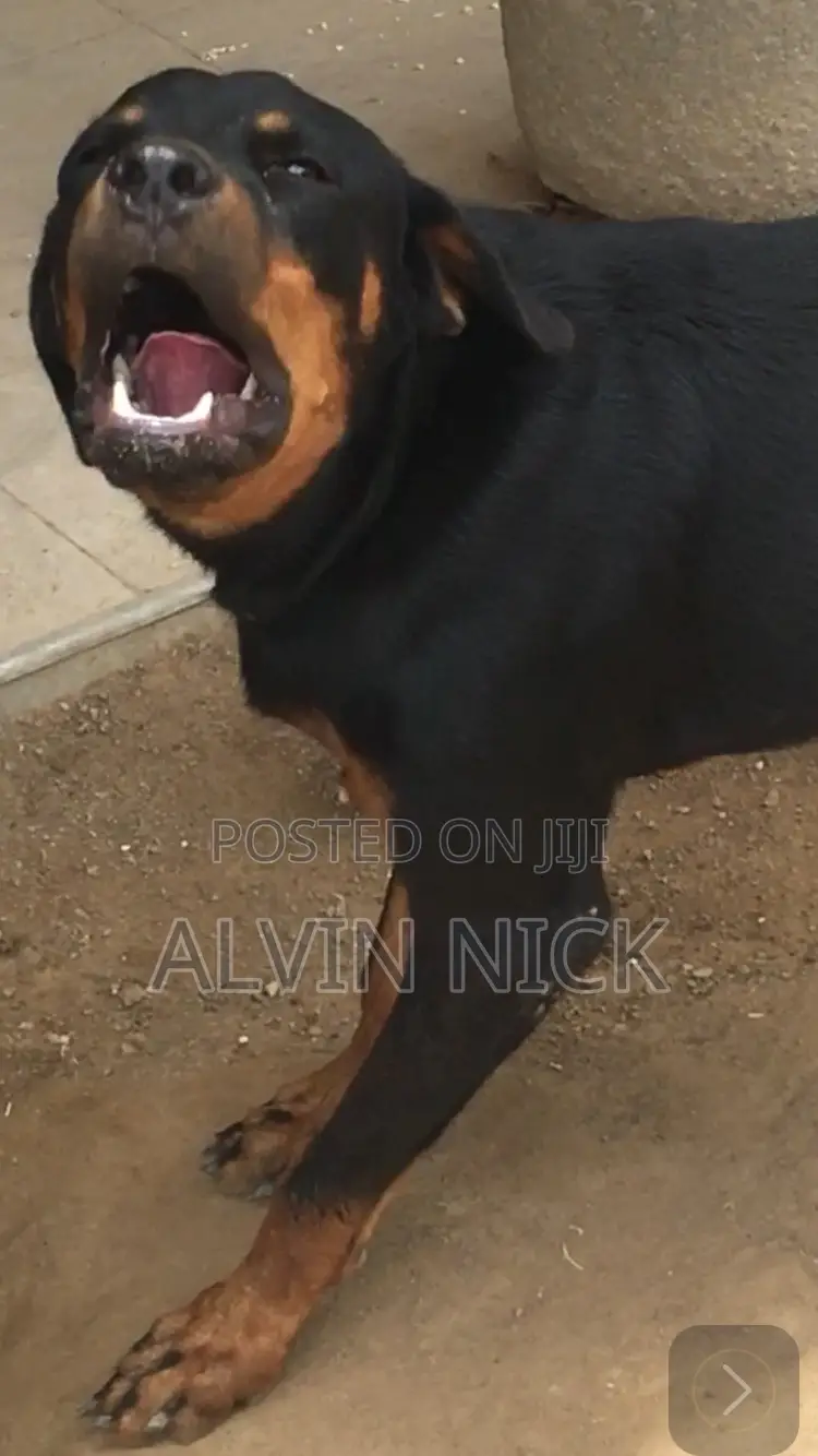 6-12 months Female Purebred Rottweiler