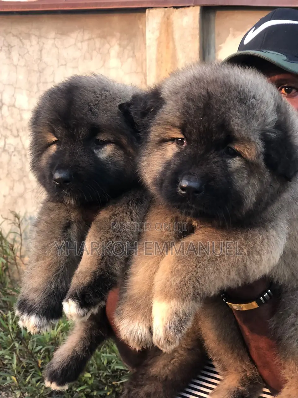 1-3 months Male Purebred Caucasian Shepherd