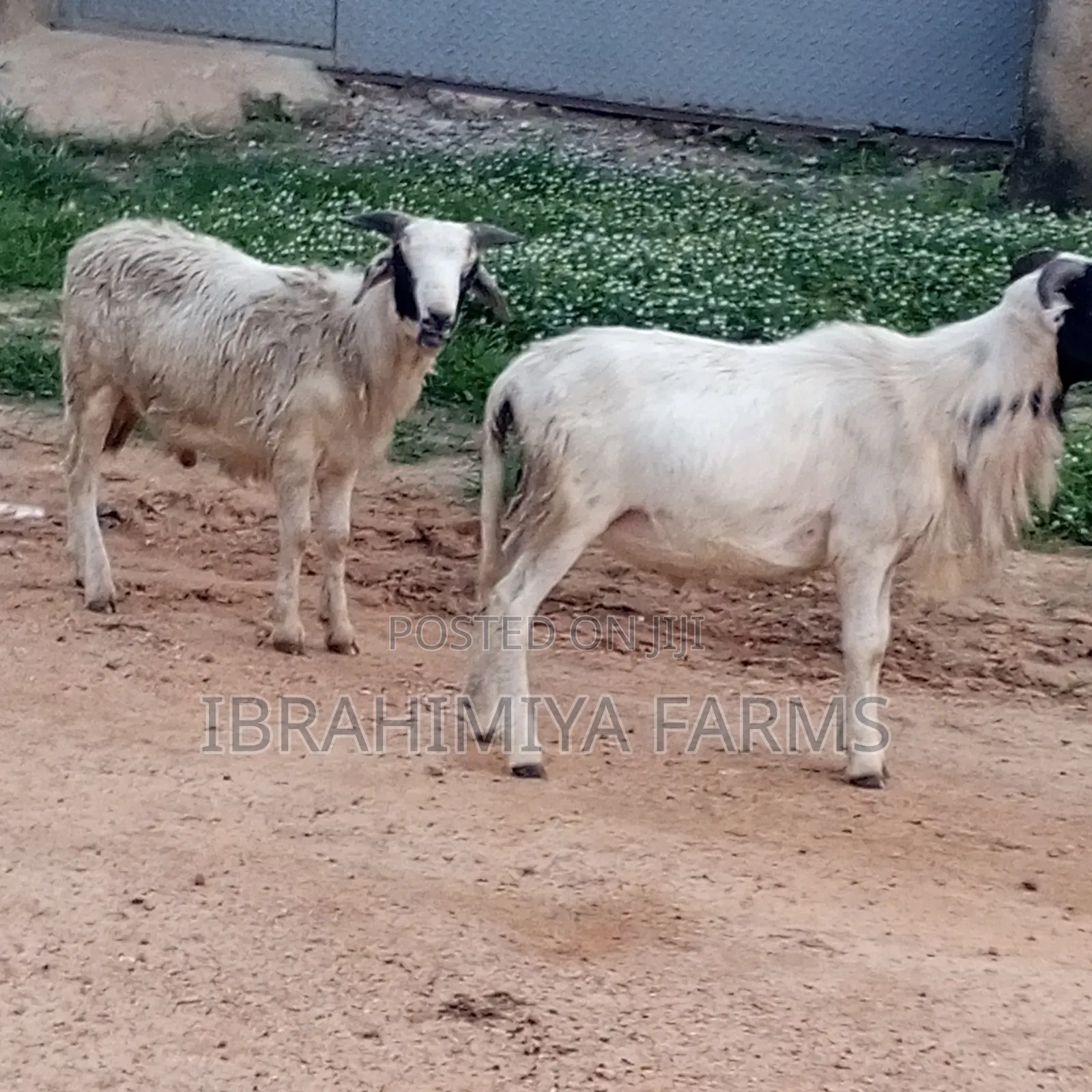 Affordable Sheeps