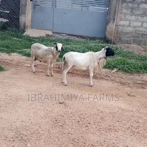 Affordable Sheeps