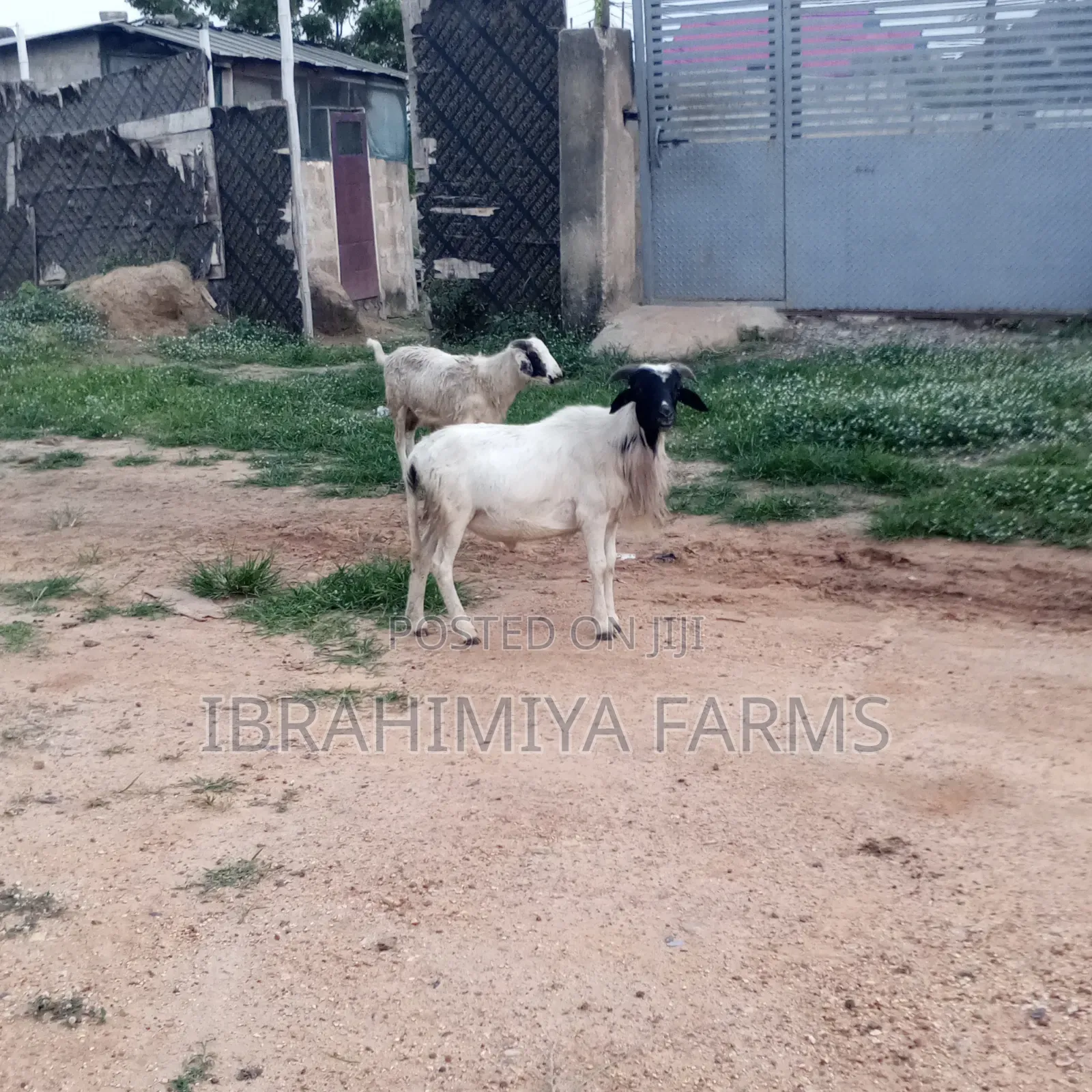 Affordable Sheeps