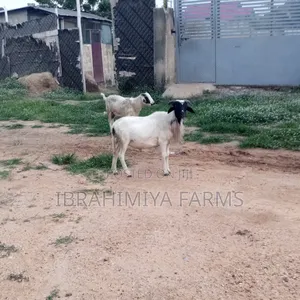Affordable Sheeps