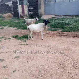 Affordable Sheeps