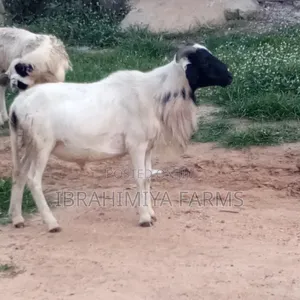 Affordable Sheeps